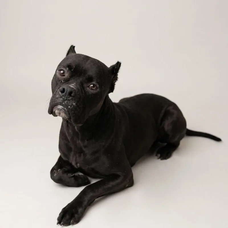 An adult medium-sized female Boxer dog named Maggie for adoption in Enid, OK