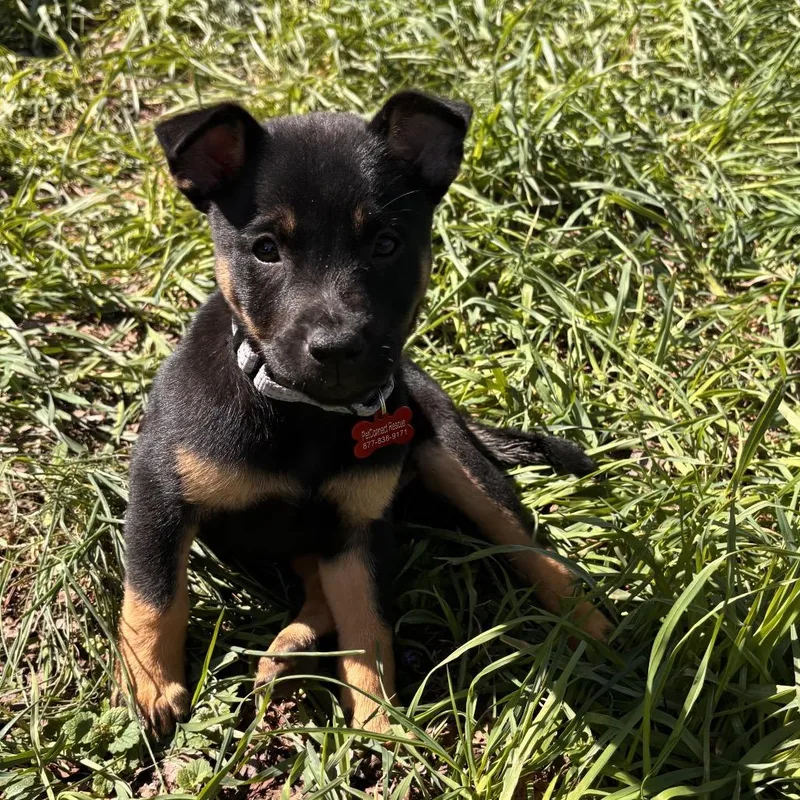 A baby medium-sized female Black Black Labrador Retriever dog named Velvet for adoption in Potomac, MD