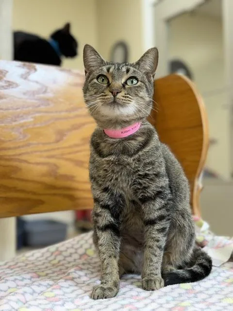 An adult medium-sized female Tabby (Brown / Chocolate) Domestic Short Hair cat named Biscuit for adoption in Medina, OH