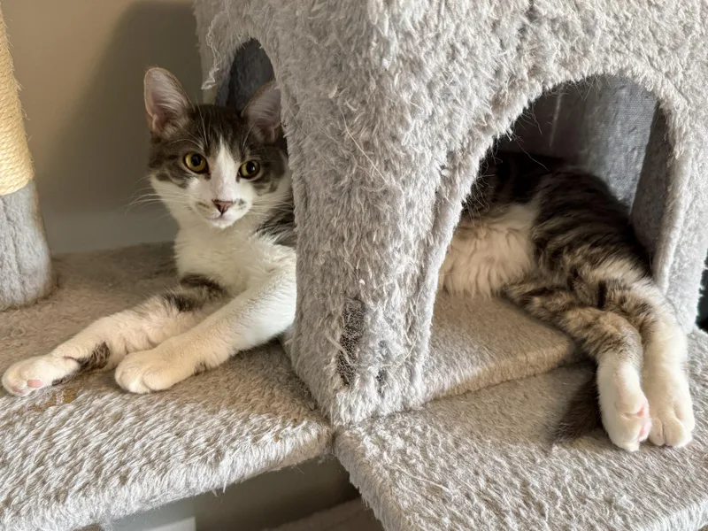 A young medium-sized male Gray & White Domestic Short Hair cat named Collin for adoption in Blaine, MN