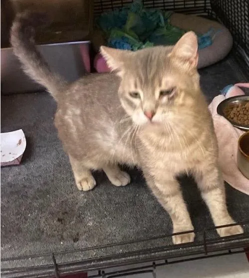 An adult medium-sized male Domestic Short Hair cat named Connor for adoption in Muskegon, MI