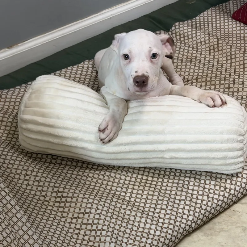 A baby medium-sized male Brown / Chocolate Pit Bull Terrier dog named Dylan for adoption in Watertown, CT