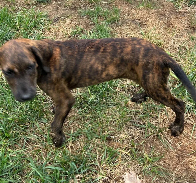 A baby large-sized male Golden Retriever dog named Hank for adoption in Fenton, MO