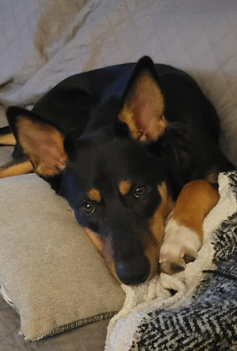 Murphy thumbnail 5