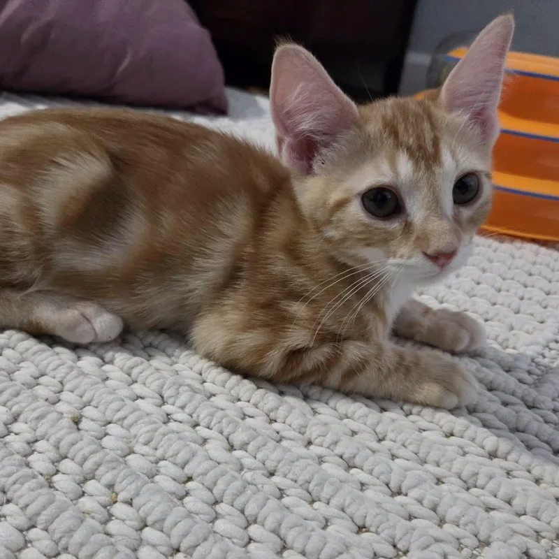 A baby medium-sized male Tabby (Orange / Red) Domestic Short Hair cat named Indiana Jones for adoption in Loveland, CO