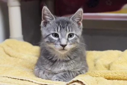 A young medium-sized female Domestic Short Hair cat named Franc for adoption in Kansas City, MO