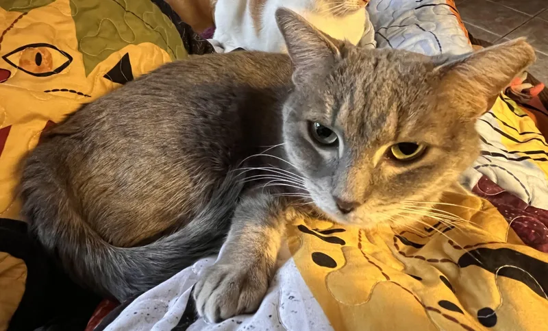 Mandolin thumbnail 2