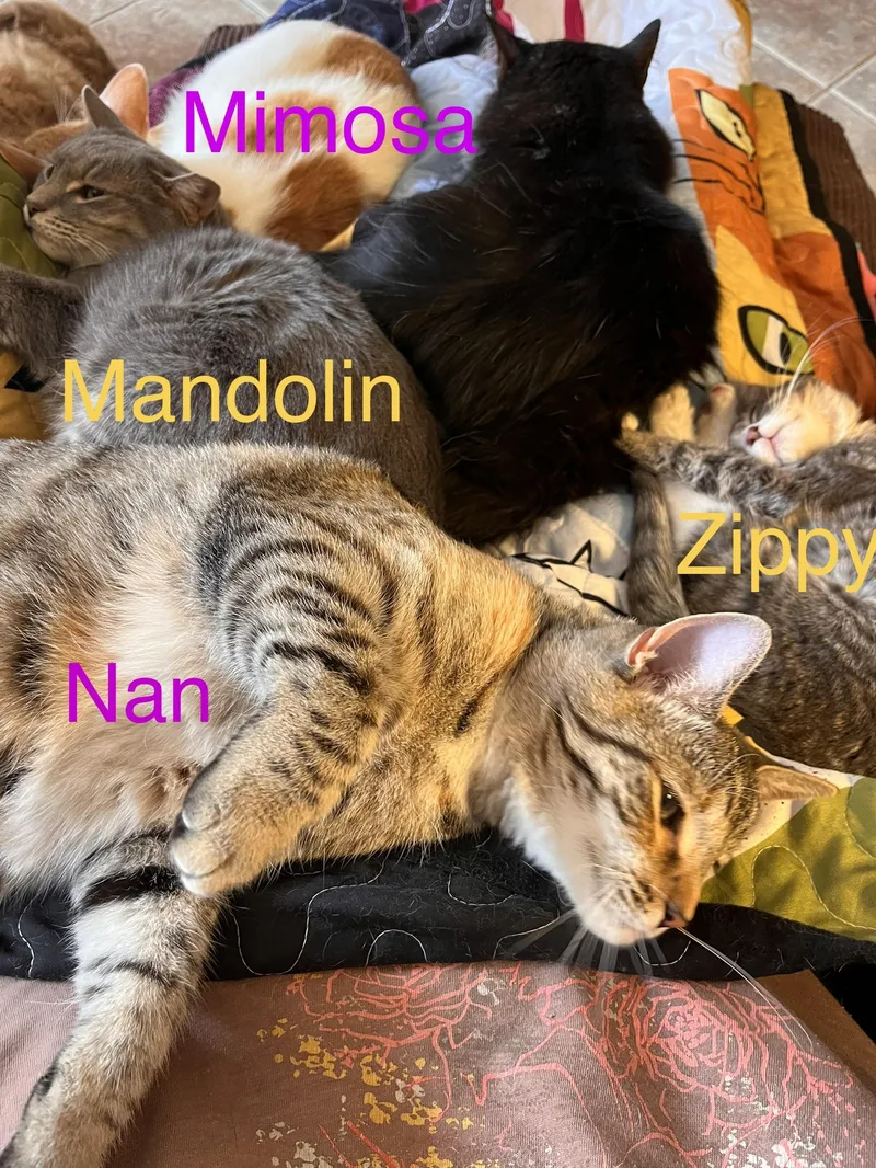 Mandolin thumbnail 3