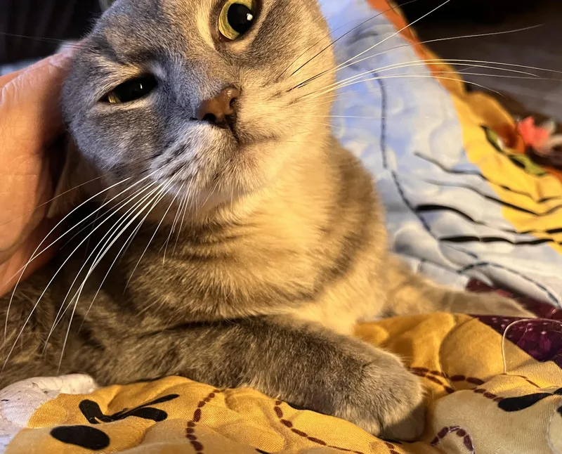 Mandolin thumbnail 4