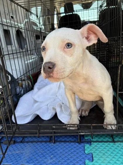 A baby medium-sized female Pit Bull Terrier dog named Bethany for adoption in West Memphis, AR
