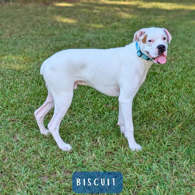 A young medium-sized male White / Cream Boxer dog named Biscuit for adoption in Tyrone, GA