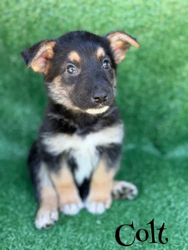 A baby large-sized male Brown / Chocolate German Shepherd Dog dog named Colt for adoption in Pleasant Hill, CA