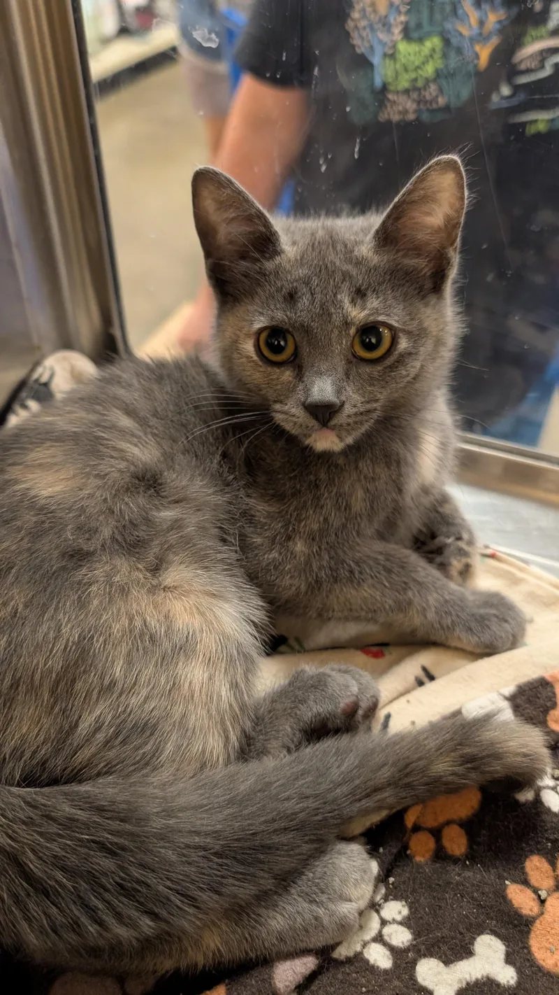 A young medium-sized female Dilute Tortoiseshell Domestic Short Hair cat named Karlie for adoption in Missoula, MT