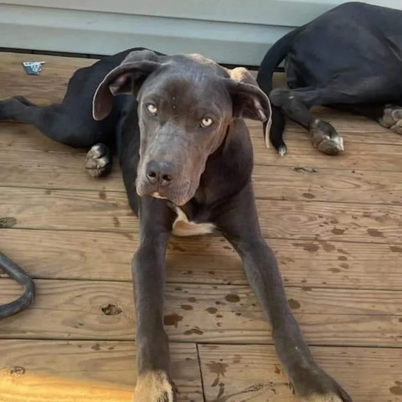 An adult medium-sized female Gray / Blue / Silver Great Dane dog named Lizzy for adoption in Roanoke, VA