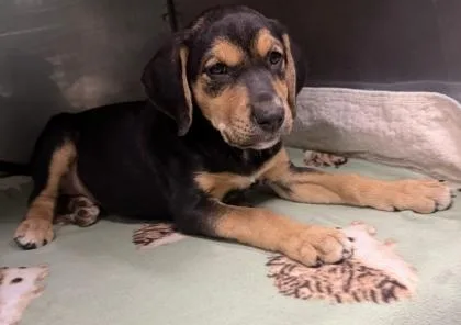 A baby large-sized female Black and Tan Coonhound dog named Ava for adoption in Bedford, IN