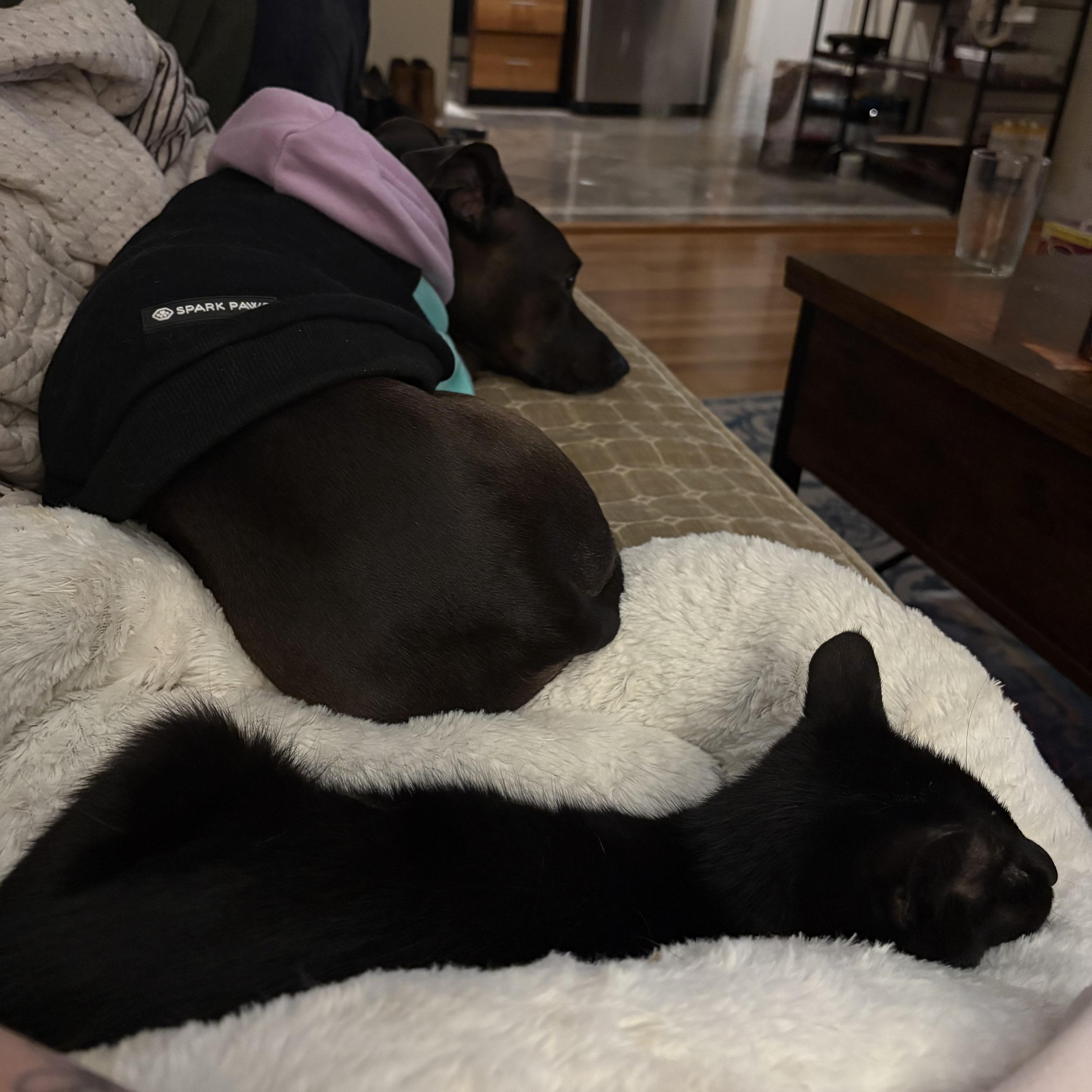 A young small-sized male Domestic Short Hair cat named Ringo for adoption in FITCHBURG, MA