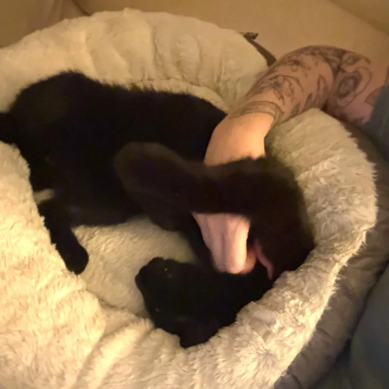 Ringo thumbnail 3