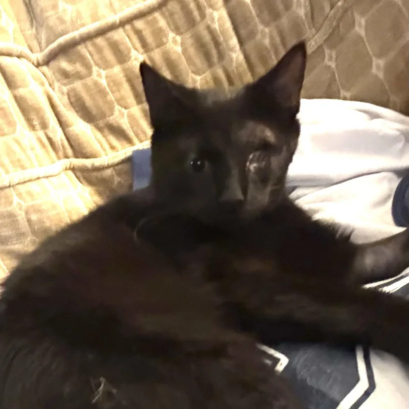 Ringo thumbnail 4