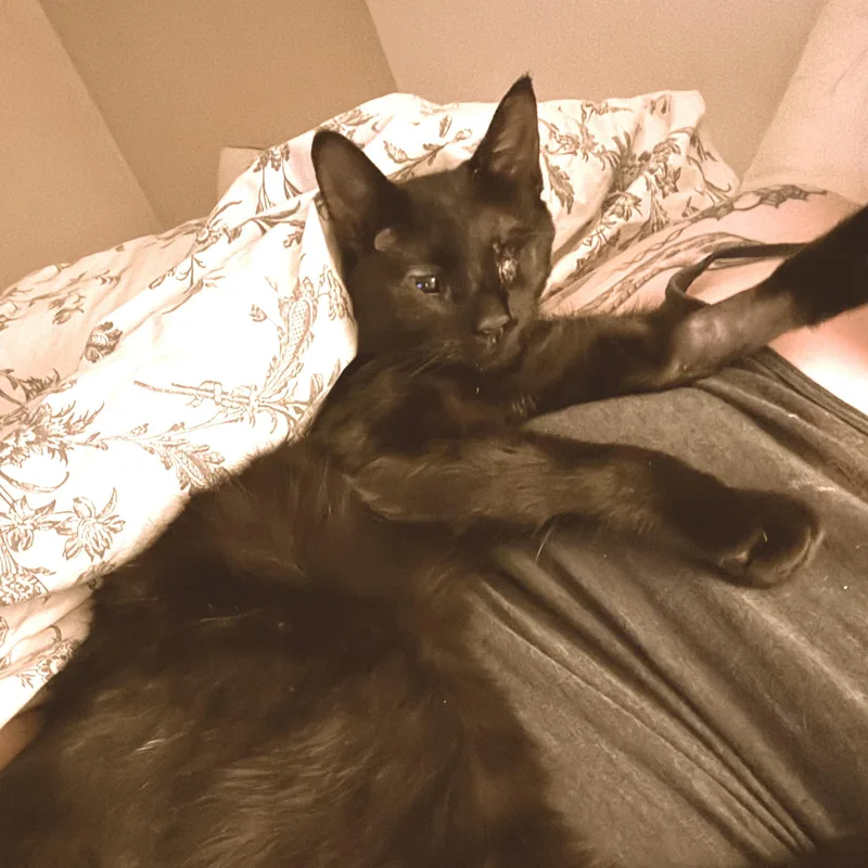 Ringo thumbnail 5