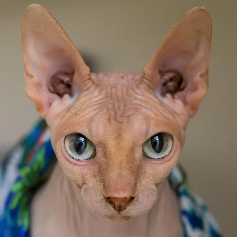 An adult medium-sized male Lilac Point Sphynx / Hairless Cat cat named Dobby for adoption in Los Angeles, CA