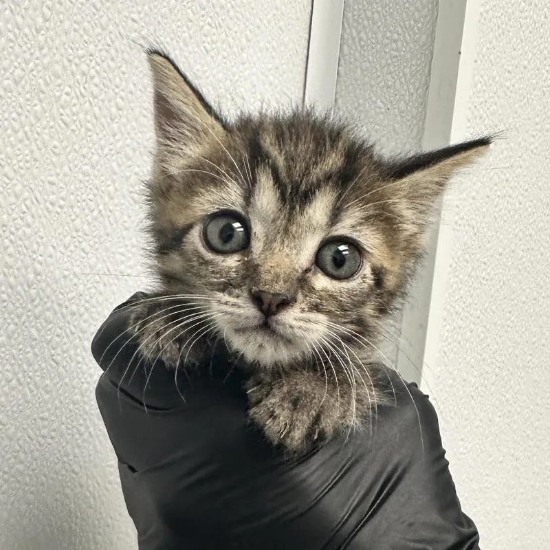 A baby small-sized female Brown / Chocolate Domestic Short Hair cat named Petunia for adoption in Abilene, TX