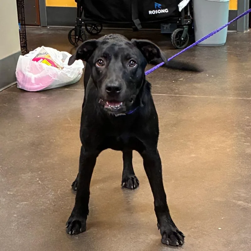 A young medium-sized female Black Mixed Breed dog named Wendy for adoption in Norman, OK