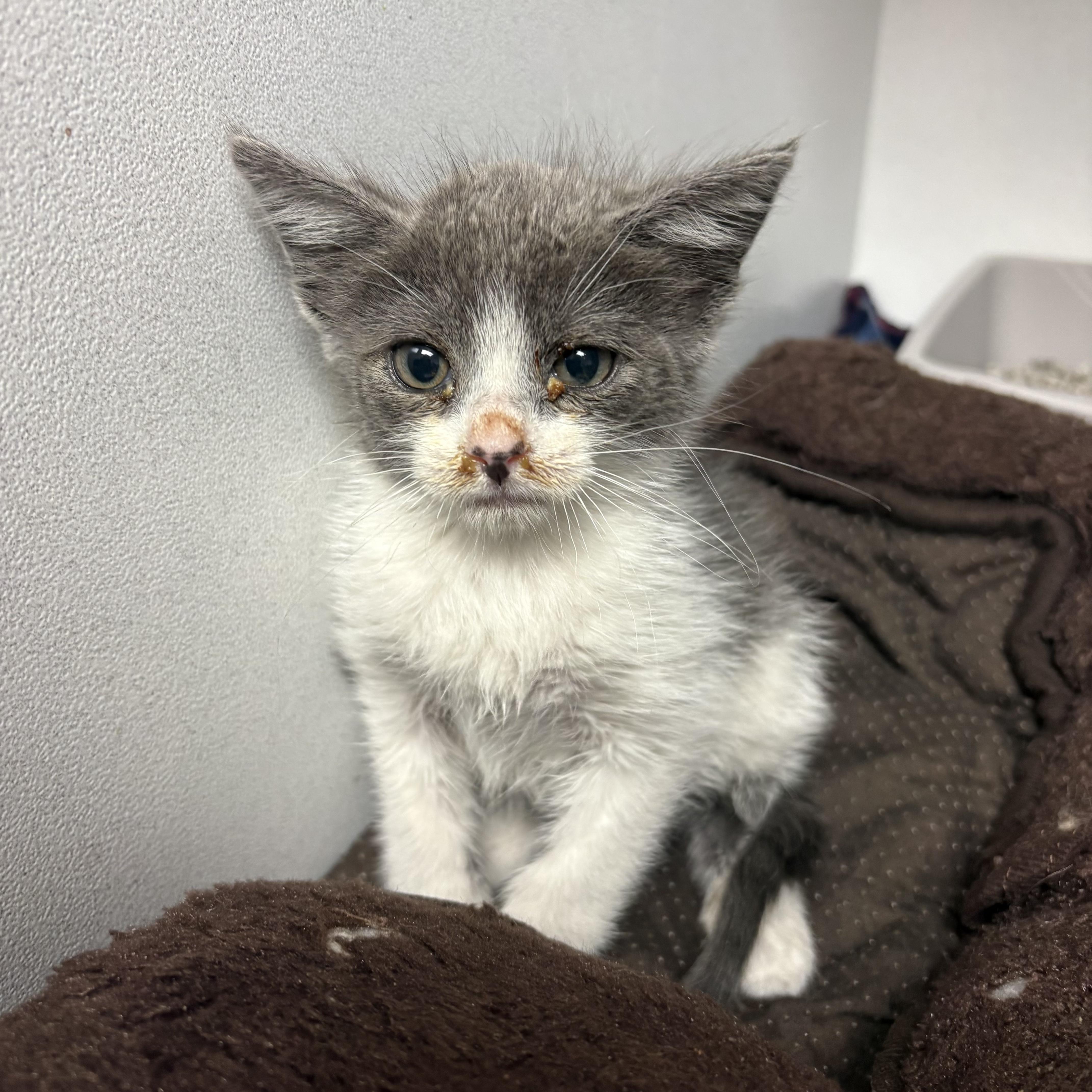 A baby medium-sized male Domestic Short Hair cat named Master Splinter for adoption in Columbia, SC