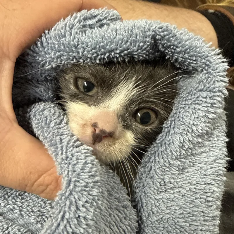 Master Splinter thumbnail 3