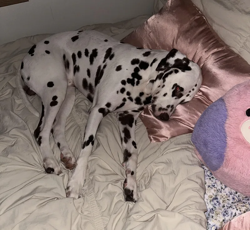 Scoobyfargo  Nd thumbnail 2