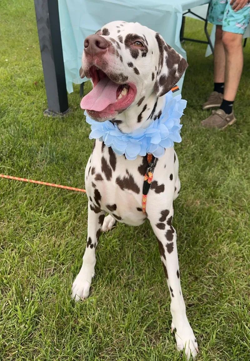 Scoobyfargo  Nd thumbnail 3