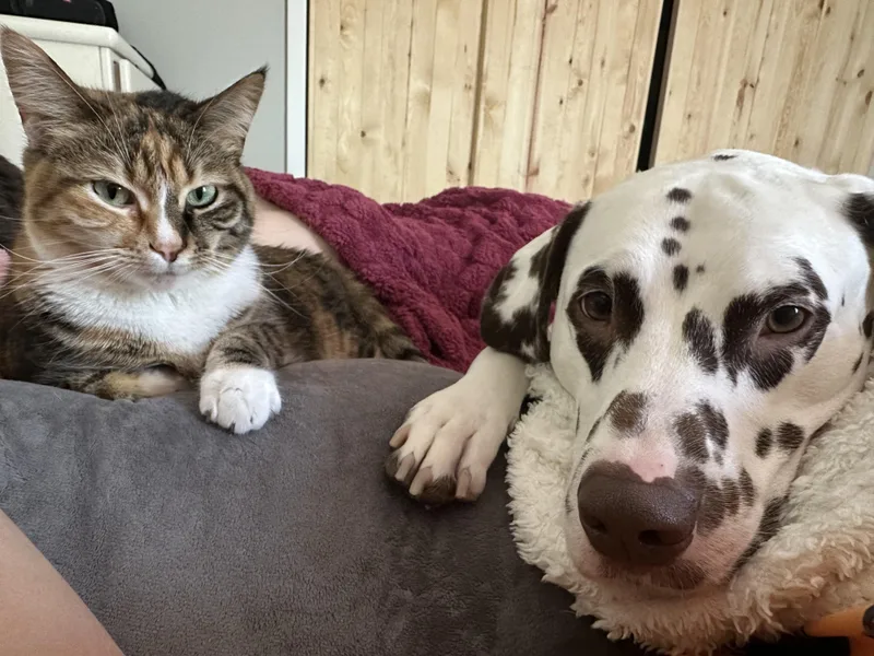 Scoobyfargo  Nd thumbnail 4