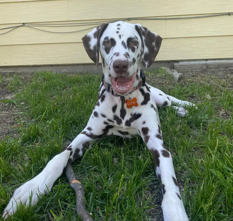 A young medium-sized male White / Cream Dalmatian dog named Scoobyfargo  Nd for adoption in San Diego, CA