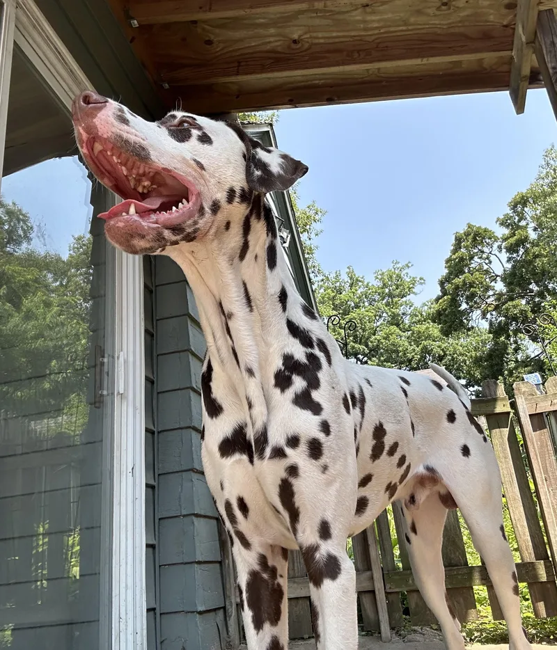 Scoobyfargo  Nd thumbnail 5