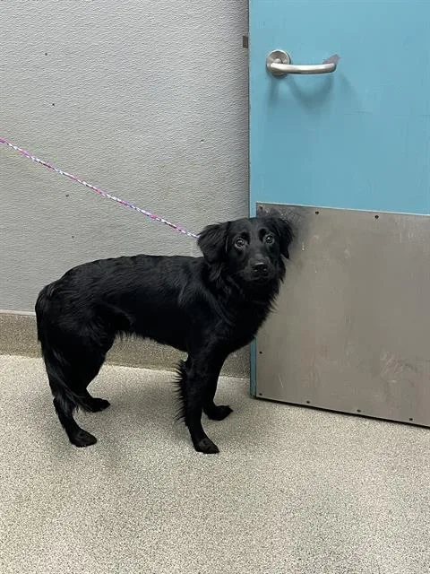 A young medium-sized female Flat-Coated Retriever dog named Girlfriend for adoption in Las Vegas, NV