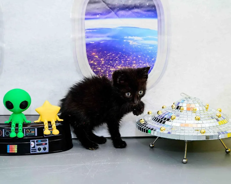 A baby medium-sized female Black Domestic Short Hair cat named Ruff for adoption in Jefferson, LA