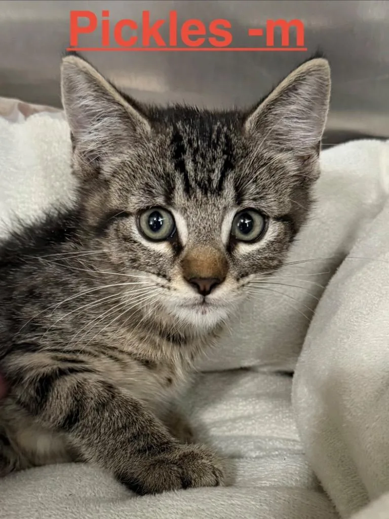A baby small-sized male Tabby cat named Pickles for adoption in Brookhaven, MS