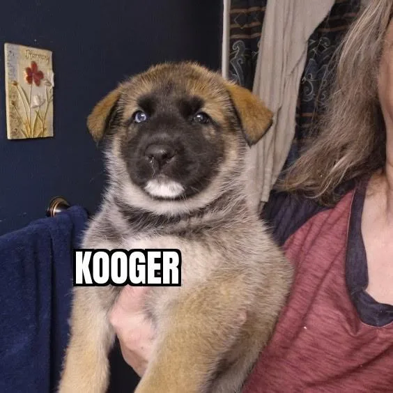 Kooger