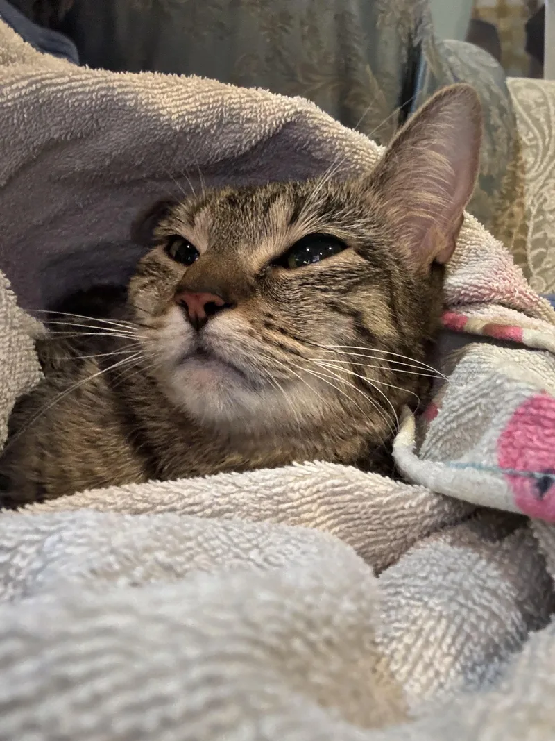 Pennysmall Quiet