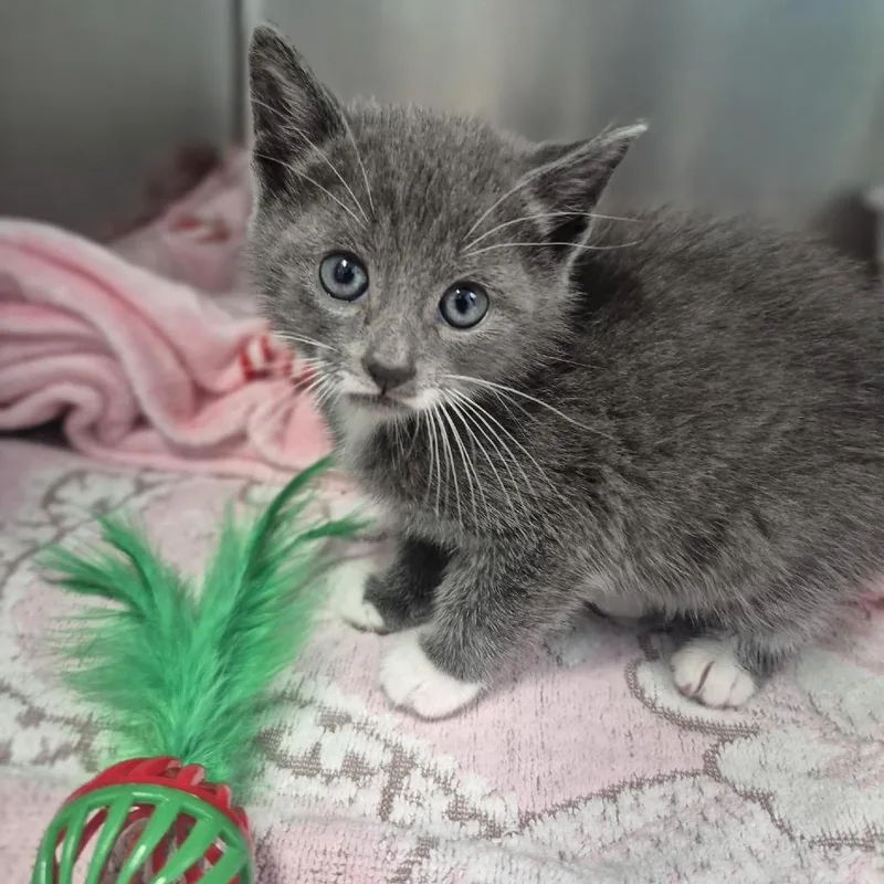 A baby small-sized male Gray / Blue / Silver Domestic Short Hair cat named Finch for adoption in Newark, NJ