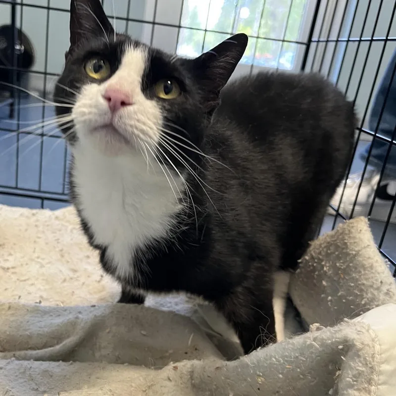 An adult small-sized female Black Domestic Short Hair cat named Hidden Valley Ranch for adoption in Greensboro, NC