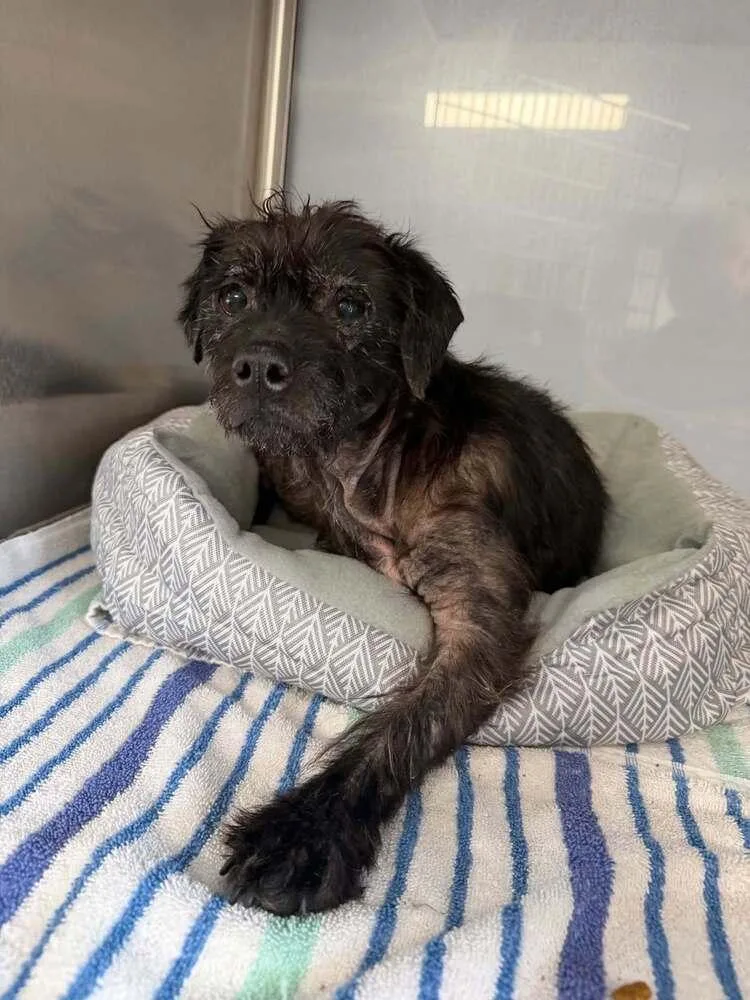 An adult small-sized female Terrier dog named Lilac for adoption in New York, NY