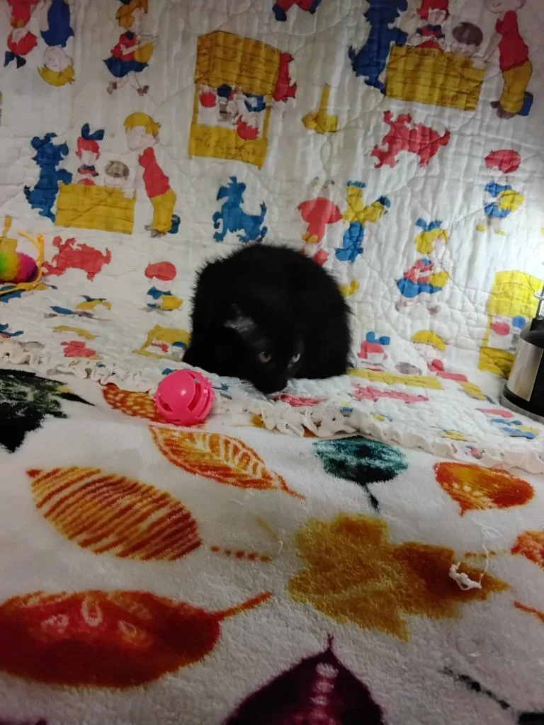 A baby small-sized male Domestic Short Hair cat named Disgust for adoption in Ada, OK