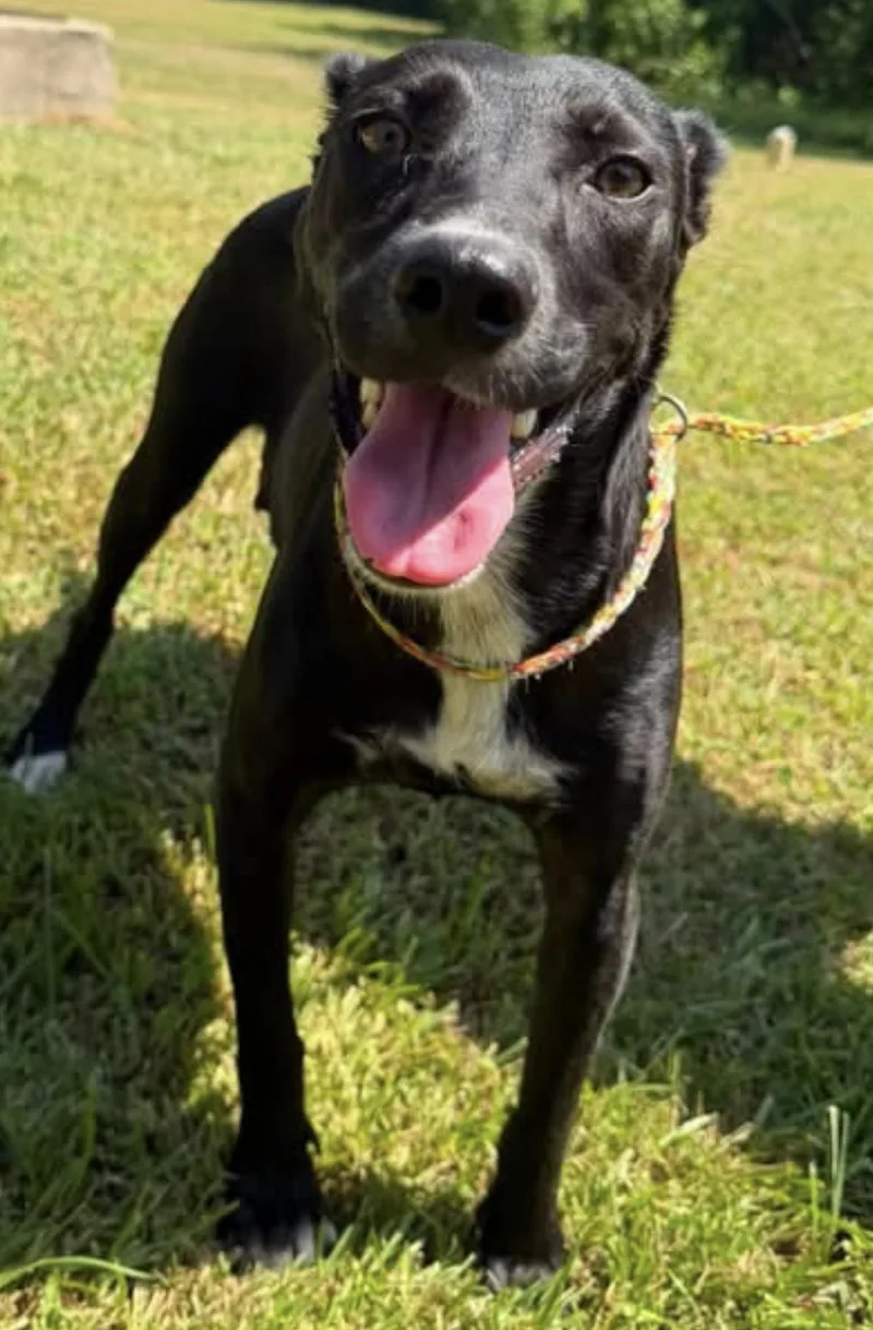 An adult medium-sized female Mixed Breed dog named Mama Dog for adoption in Vicksburg, MS