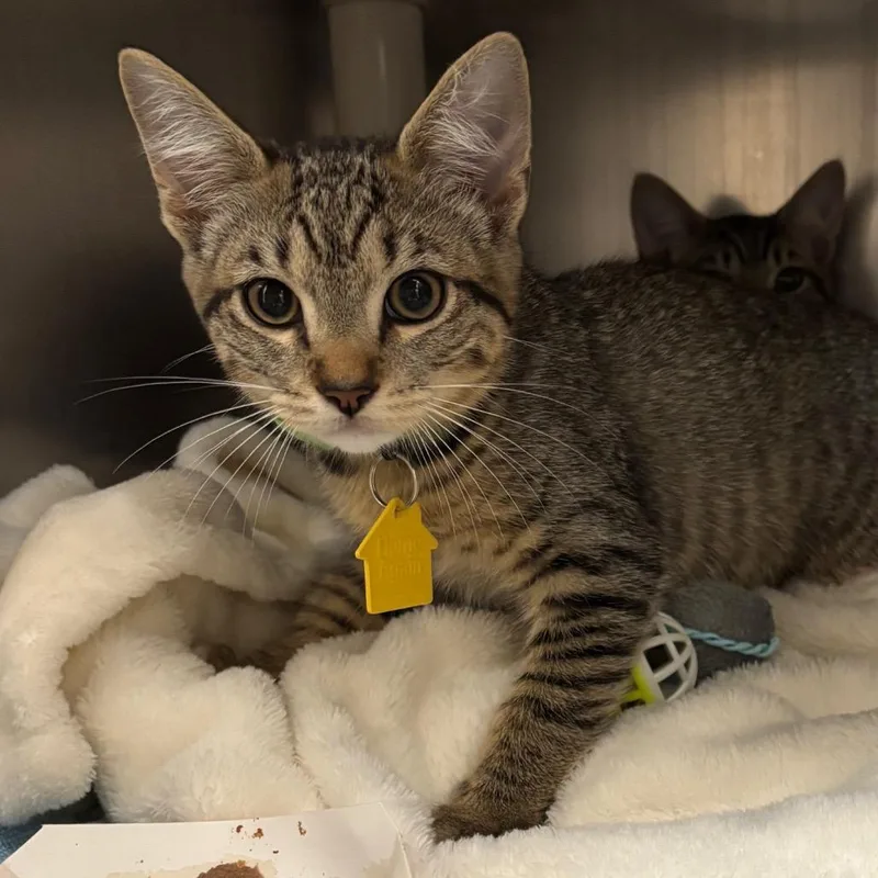 A baby small-sized female Brown / Chocolate Domestic Medium Hair cat named Panpepato for adoption in Springfield, MA