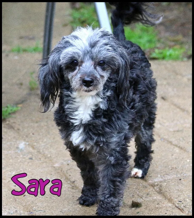 An adult small-sized female Miniature Poodle dog named Sara for adoption in Shippenville, PA