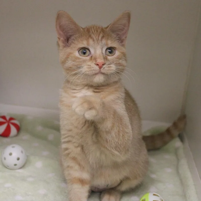 A baby small-sized female Domestic Short Hair cat named Sarah Sanderson for adoption in Champaign, IL