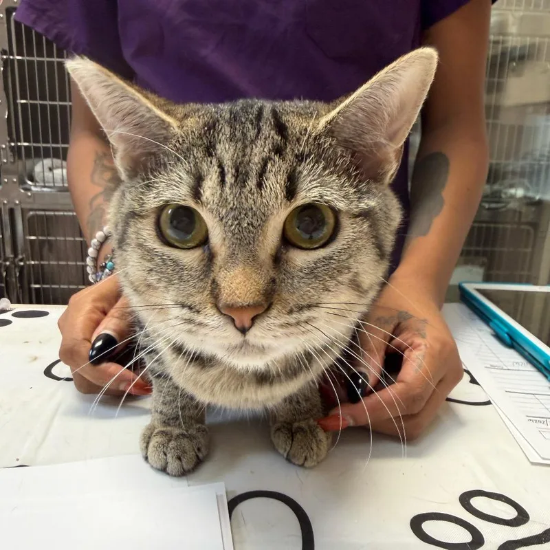 A baby small-sized female Brown / Chocolate Domestic Short Hair cat named Sabina for adoption in Las Vegas, NV