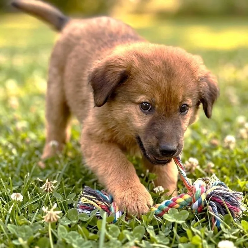 A baby medium-sized male Brown / Chocolate Mixed Breed dog named Sparky for adoption in Huntsville, AL