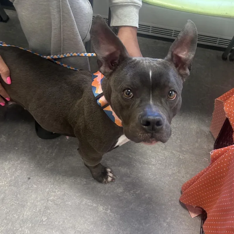 An adult medium-sized female Gray / Blue / Silver Mixed Breed dog named Winter for adoption in Philadelphia, PA