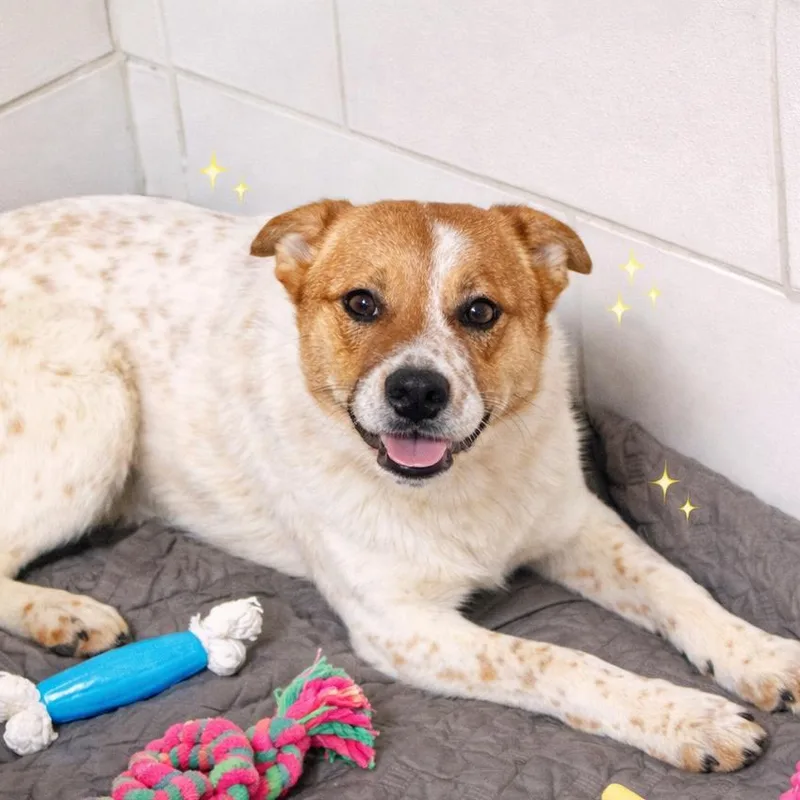 Cherry Blossom thumbnail 2